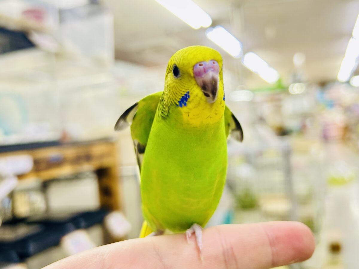 【最新画像更新☆☆】陽の光輝け☀️𓈒𓏸マスカット❕💚🍇セキセイインコ(グリーンオパーリン/2026年7月生まれ) セキセイインコ
