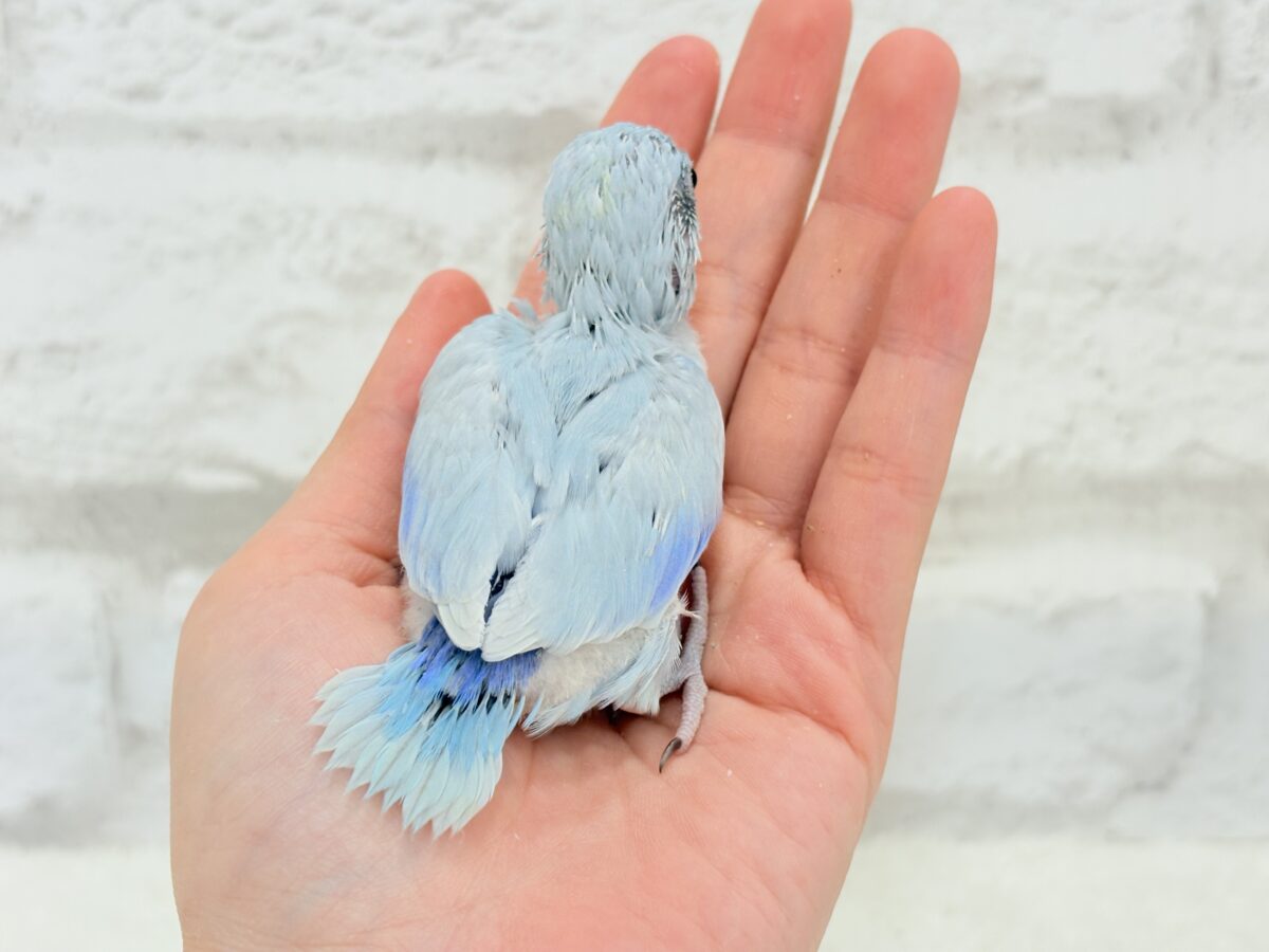 マメルリハ