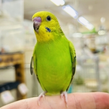 【最新画像更新☆☆】陽の光輝け☀️𓈒𓏸マスカット❕💚🍇セキセイインコ(グリーンオパーリン/2026年7月生まれ)