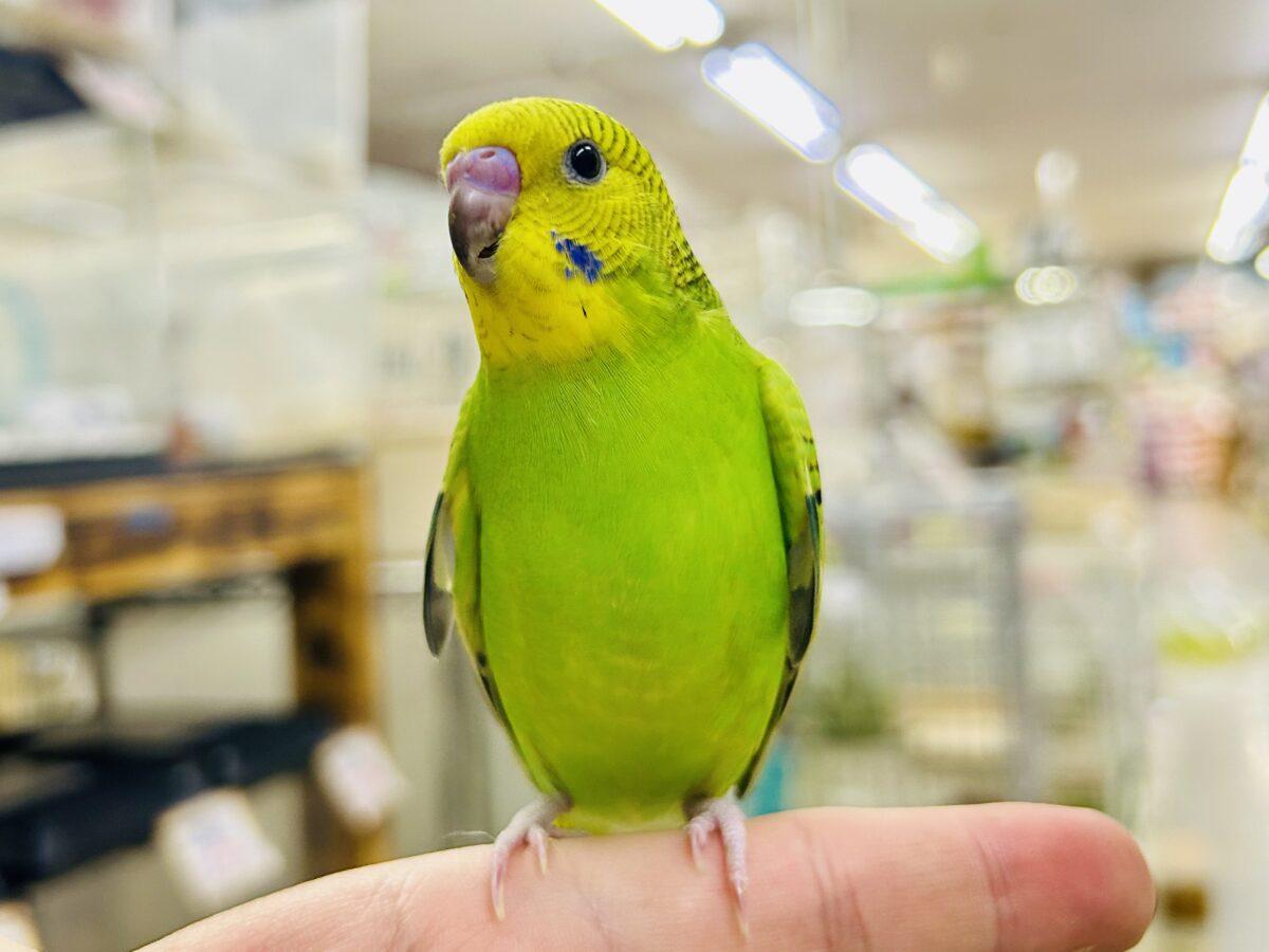 【最新画像更新☆☆】陽の光輝け☀️𓈒𓏸マスカット❕💚🍇セキセイインコ(グリーンオパーリン/2026年7月生まれ) セキセイインコ