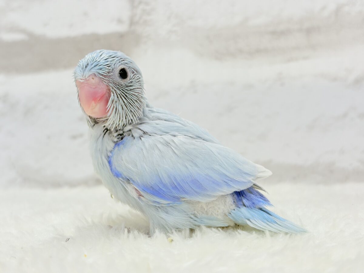 マメルリハ