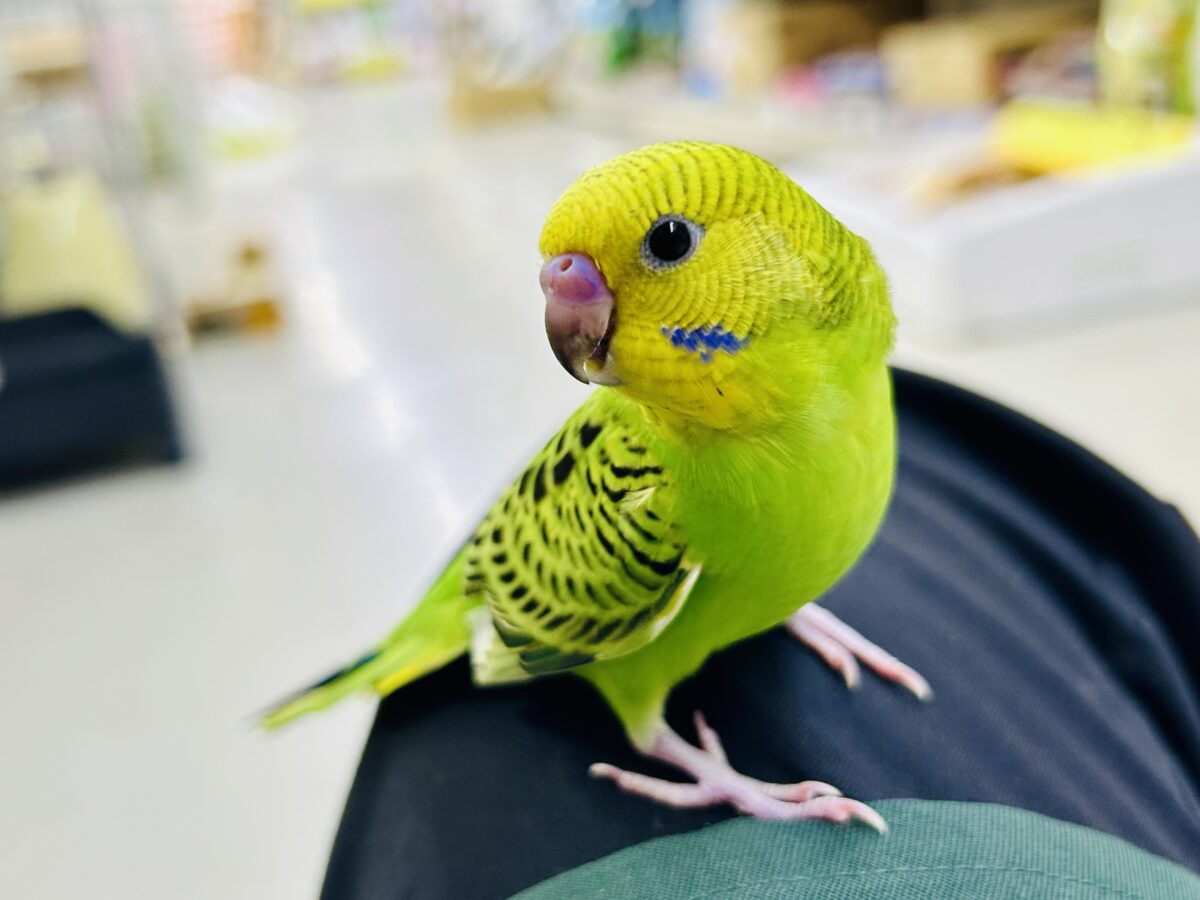 【最新画像更新☆☆】陽の光輝け☀️𓈒𓏸マスカット❕💚🍇セキセイインコ(グリーンオパーリン/2026年7月生まれ) セキセイインコ