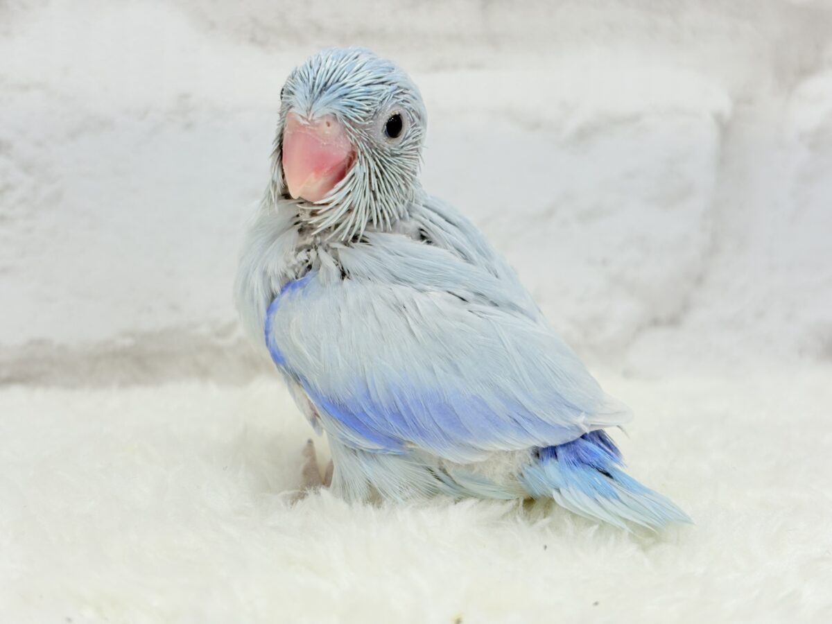 【最新画像更新🪄】透明感抜群の青き少年🐣🩵マメルリハ(アメリカンホワイト)男の子 ヒナ マメルリハ