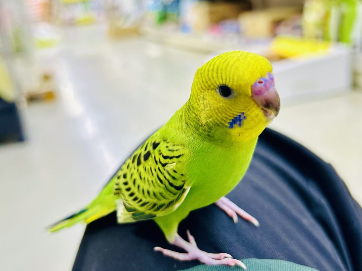 【最新画像更新☆☆】陽の光輝け☀️𓈒𓏸マスカット❕💚🍇セキセイインコ(グリーンオパーリン/2026年7月生まれ) セキセイインコ