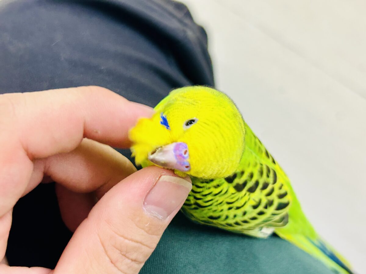【最新画像更新☆☆】陽の光輝け☀️𓈒𓏸マスカット❕💚🍇セキセイインコ(グリーンオパーリン/2026年7月生まれ) セキセイインコ