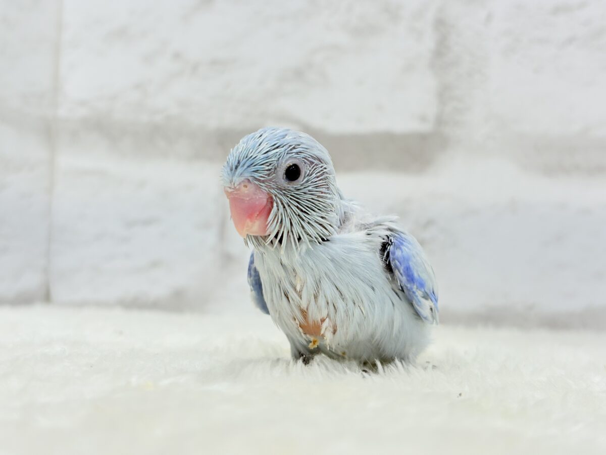 マメルリハ