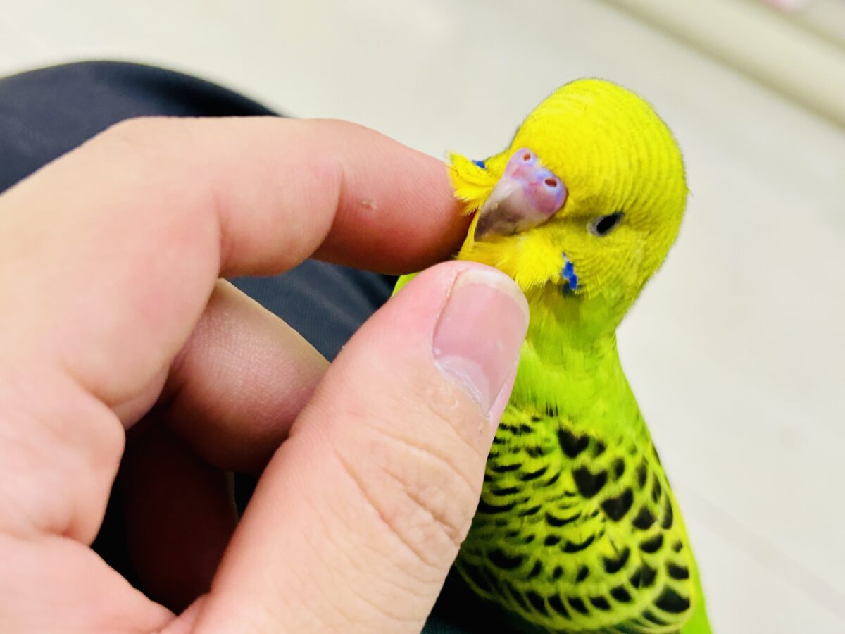 【最新画像更新☆☆】陽の光輝け☀️𓈒𓏸マスカット❕💚🍇セキセイインコ(グリーンオパーリン/2026年7月生まれ) セキセイインコ