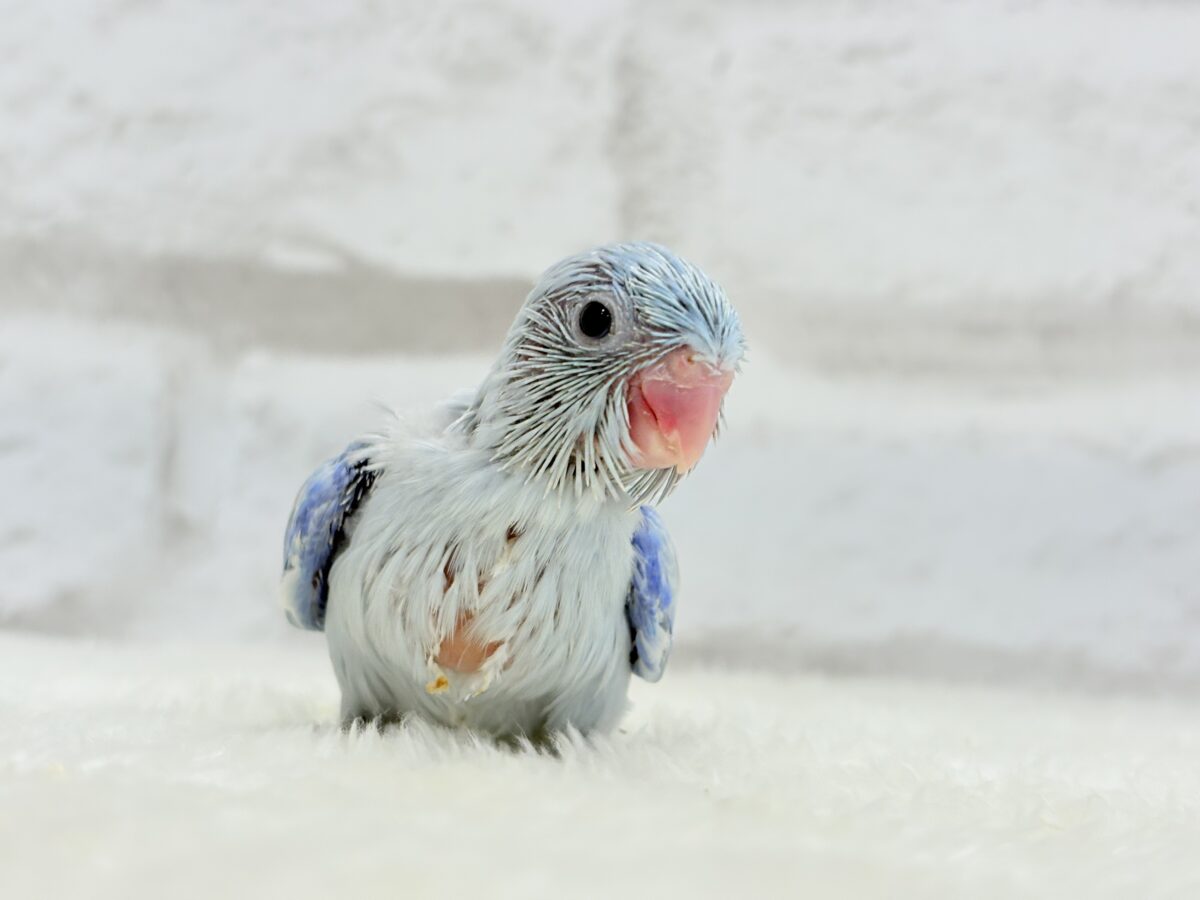 【最新画像更新🪄】透明感抜群の青き少年🐣🩵マメルリハ(アメリカンホワイト)男の子 ヒナ マメルリハ