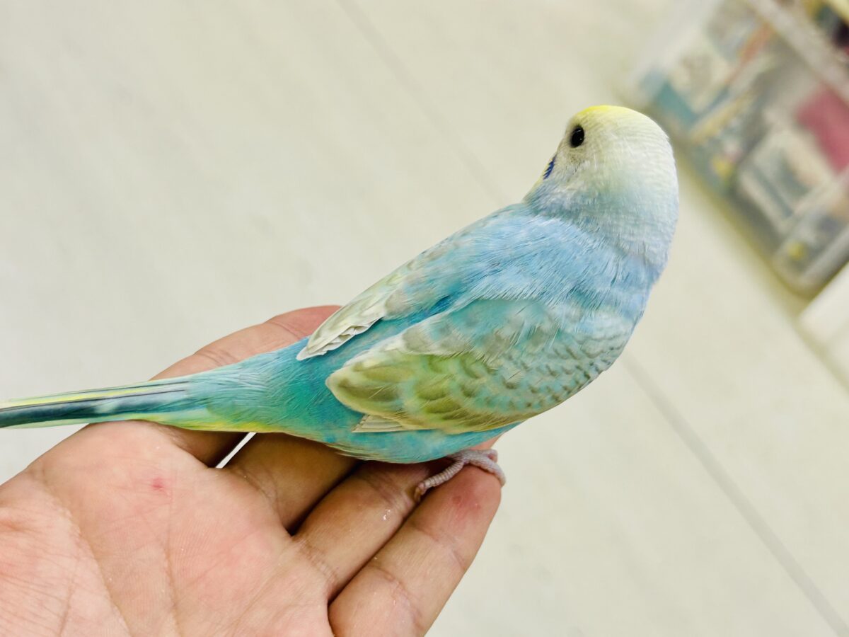 【最新画像更新☆☆】シャリシャリ🍧はじけたSODA🫧🥤セキセイインコ(パステルレインボー/2026年 セキセイインコ