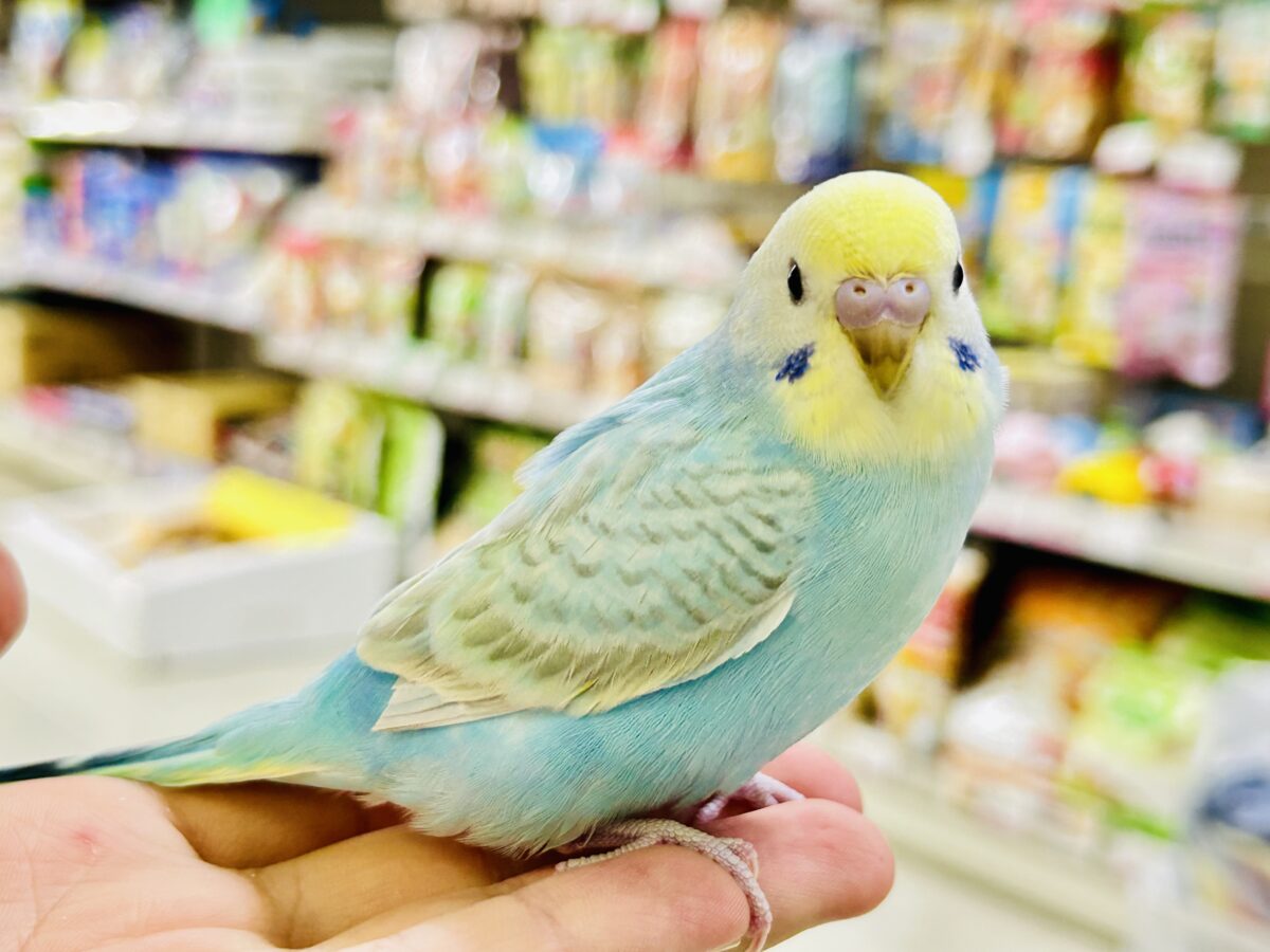 【最新画像更新☆☆】シャリシャリ🍧はじけたSODA🫧🥤セキセイインコ(パステルレインボー/2026年 セキセイインコ