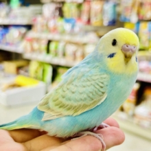 【最新画像更新☆☆】ｼｬﾘｼｬﾘ🍧はじけたSODA🫧🥤セキセイインコ(パステルレインボー/2026年