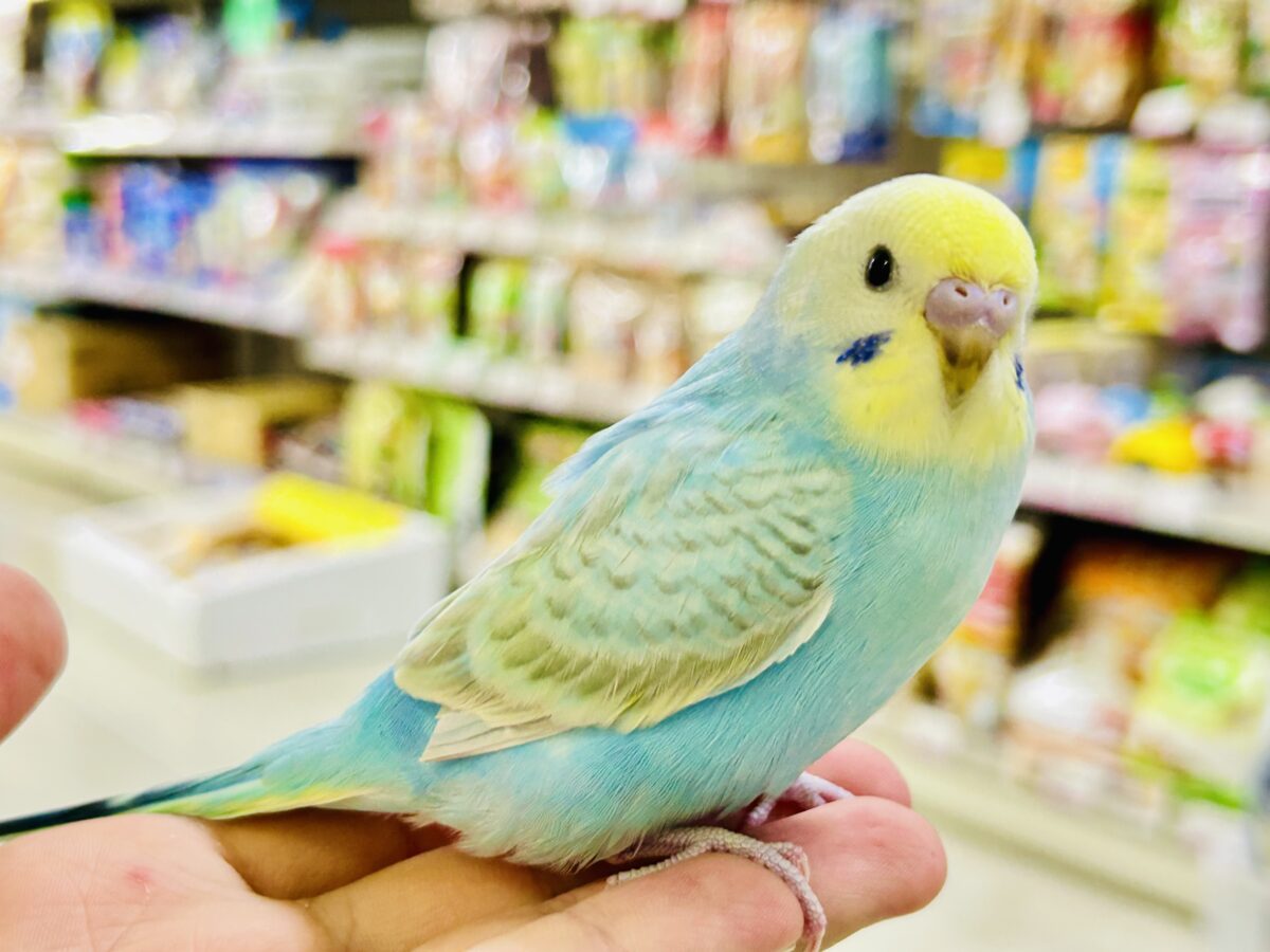 【最新画像更新☆☆】シャリシャリ🍧はじけたSODA🫧🥤セキセイインコ(パステルレインボー/2026年 セキセイインコ