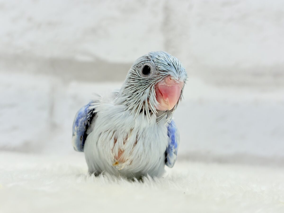 【最新画像更新🪄】透明感抜群の青き少年🐣🩵マメルリハ(アメリカンホワイト)男の子 ヒナ マメルリハ