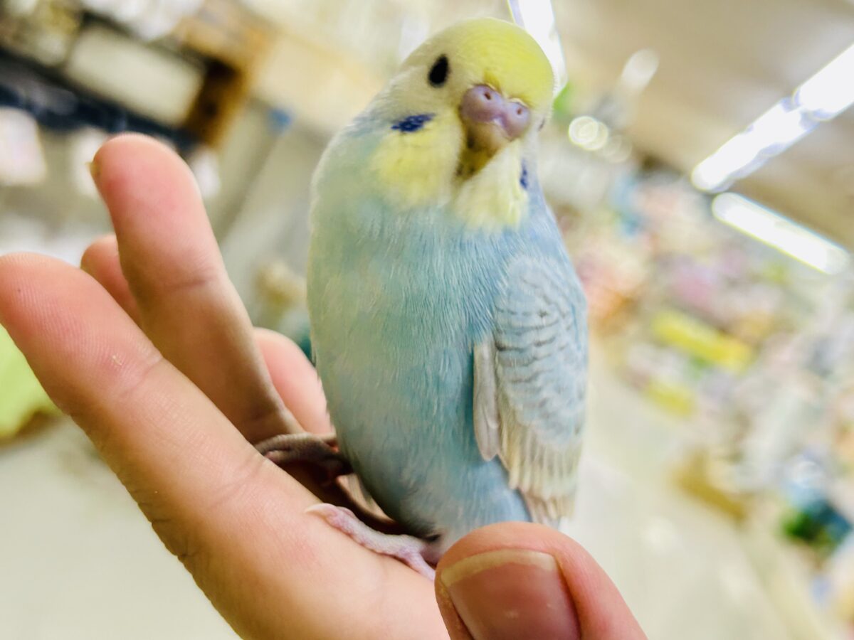 【最新画像更新☆☆】シャリシャリ🍧はじけたSODA🫧🥤セキセイインコ(パステルレインボー/2026年 セキセイインコ