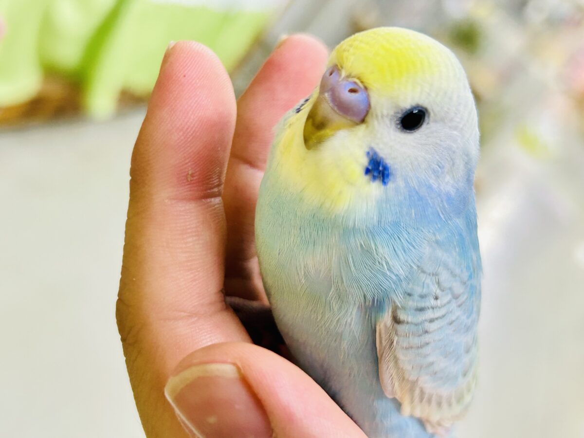 【最新画像更新☆☆】シャリシャリ🍧はじけたSODA🫧🥤セキセイインコ(パステルレインボー/2026年 セキセイインコ