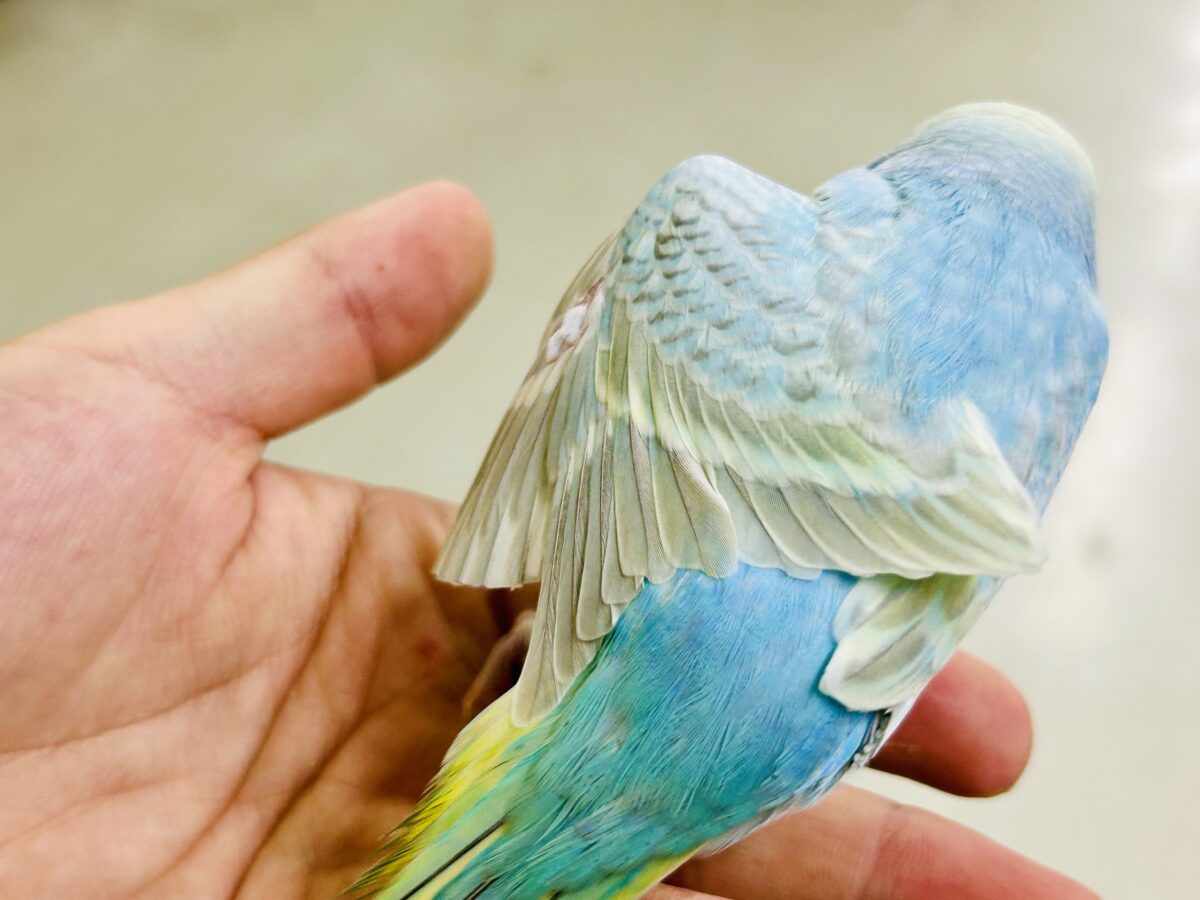 【最新画像更新☆☆】シャリシャリ🍧はじけたSODA🫧🥤セキセイインコ(パステルレインボー/2026年 セキセイインコ