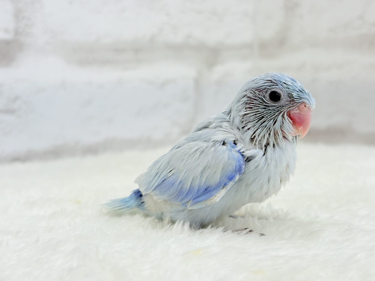 マメルリハ