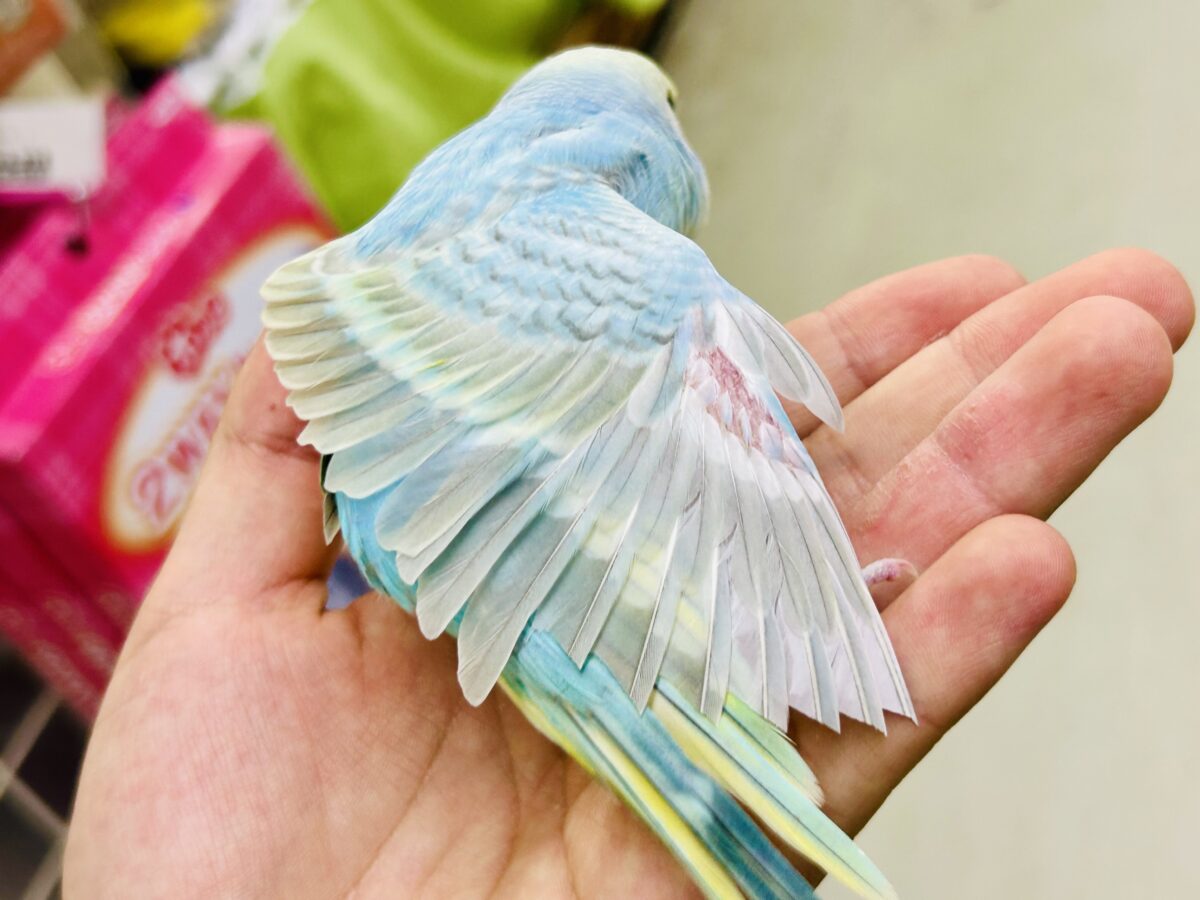 【最新画像更新☆☆】シャリシャリ🍧はじけたSODA🫧🥤セキセイインコ(パステルレインボー/2026年 セキセイインコ