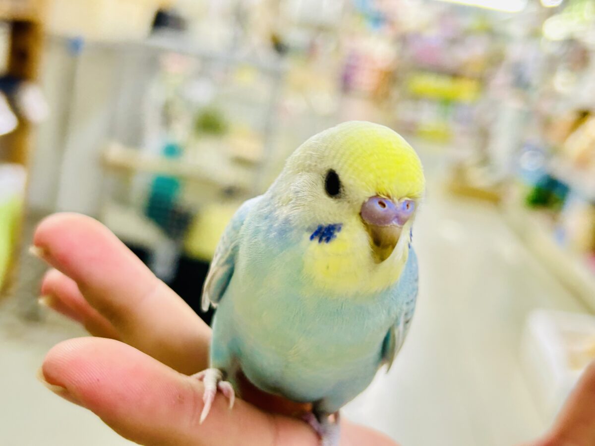【最新画像更新☆☆】シャリシャリ🍧はじけたSODA🫧🥤セキセイインコ(パステルレインボー/2026年 セキセイインコ