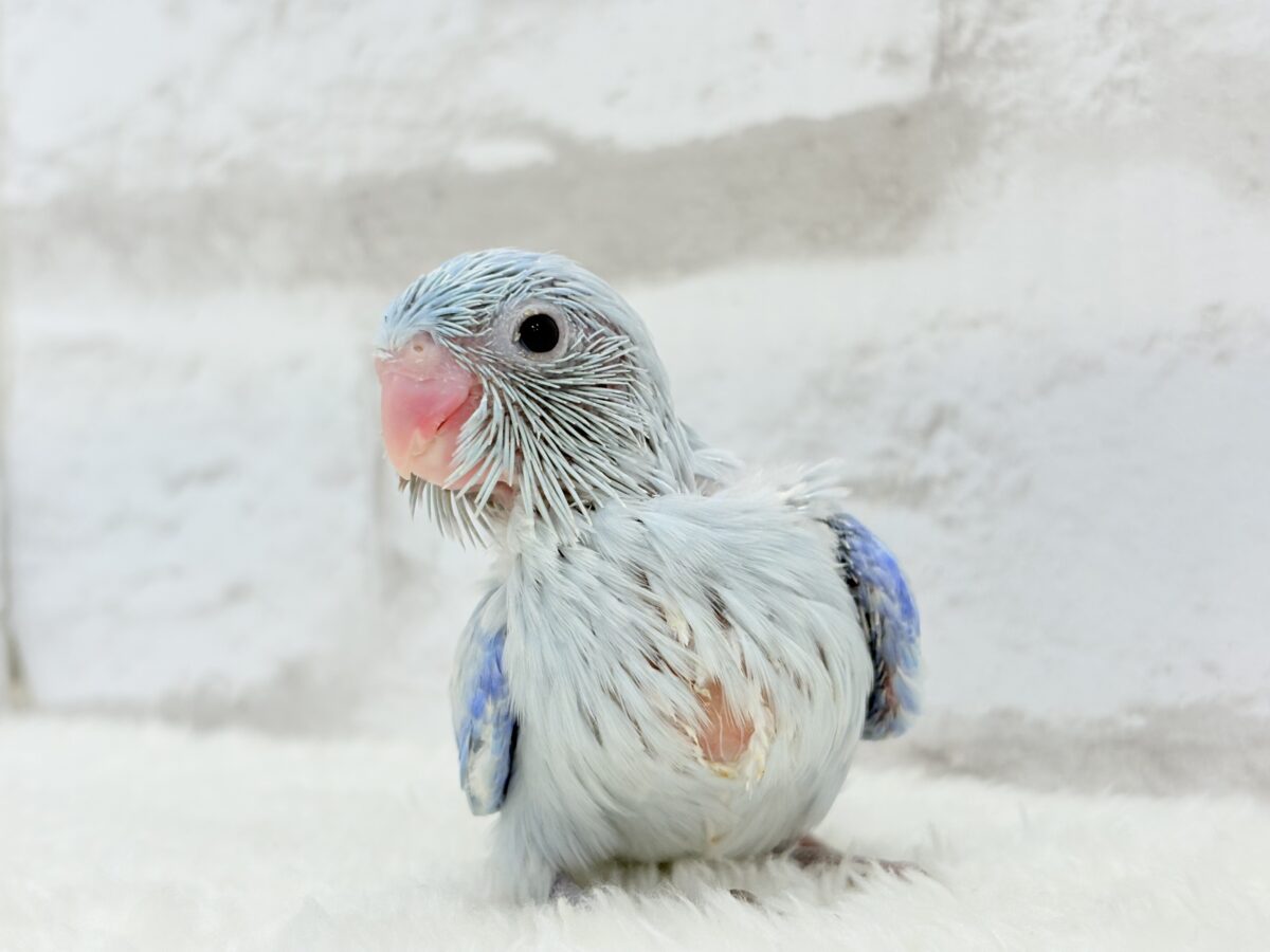 【最新画像更新🪄】透明感抜群の青き少年🐣🩵マメルリハ(アメリカンホワイト)男の子 ヒナ マメルリハ