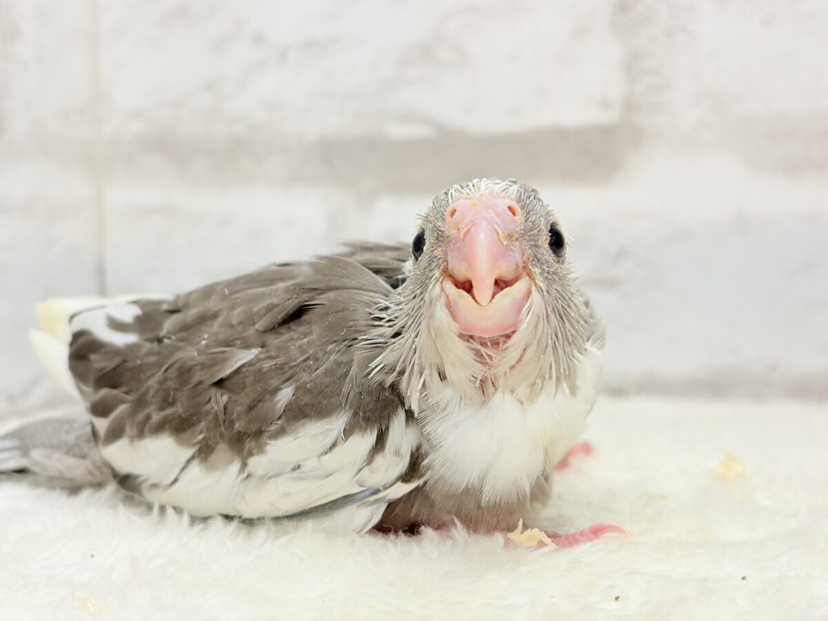 アイドルフェイスにメロメロだ〜🐣💖オカメインコ(WFパイド) ヒナ オカメインコ