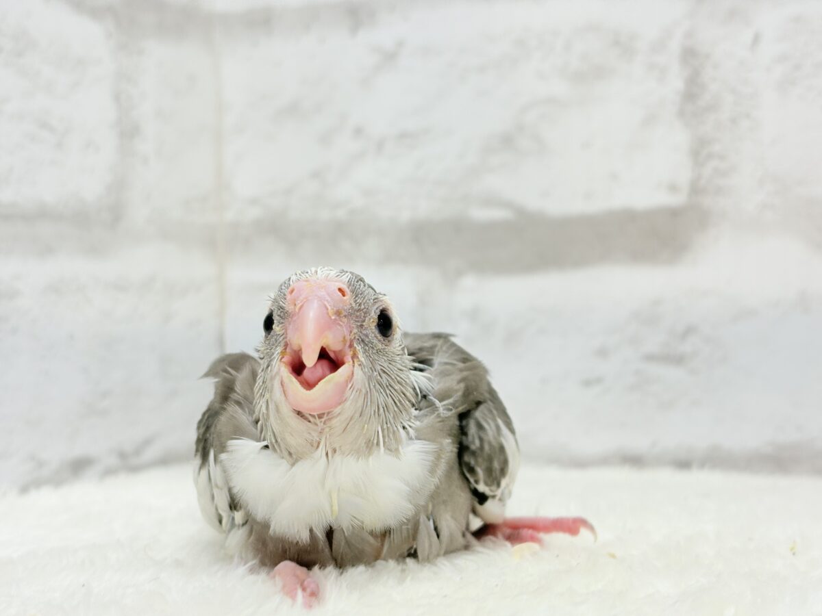 アイドルフェイスにメロメロだ〜🐣💖オカメインコ(WFパイド) ヒナ オカメインコ