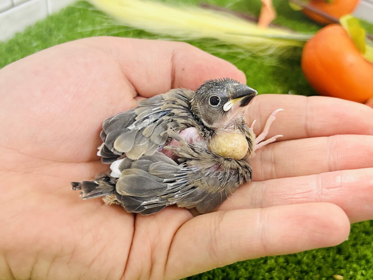 【最新画像更新☆☆】染めるぜ!漆黒リバーシ⚫️⚫️⚪️桜文鳥(2026年8月生まれ) 桜文鳥