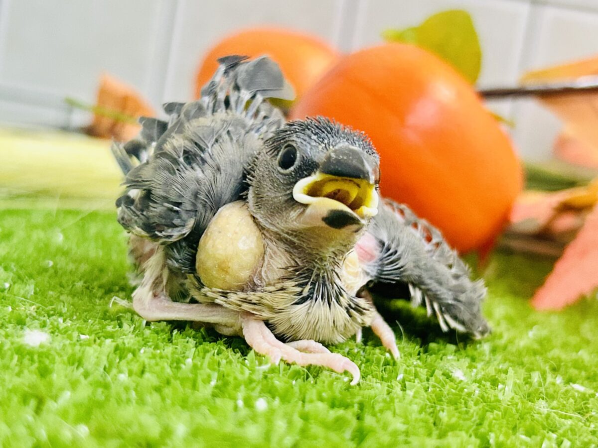 【最新画像更新☆☆】染めるぜ!漆黒リバーシ⚫️⚫️⚪️桜文鳥(2026年8月生まれ) 桜文鳥