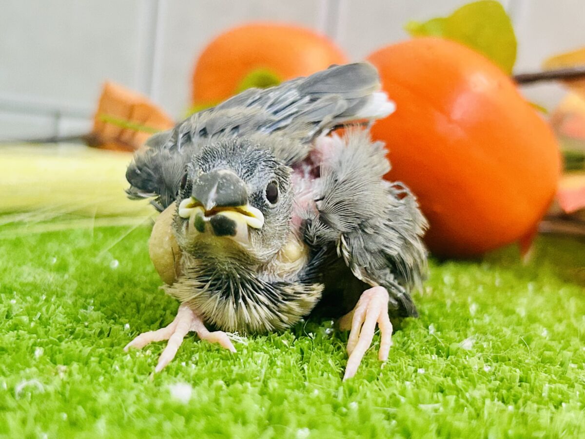 【最新画像更新☆☆】染めるぜ!漆黒リバーシ⚫️⚫️⚪️桜文鳥(2026年8月生まれ) 桜文鳥