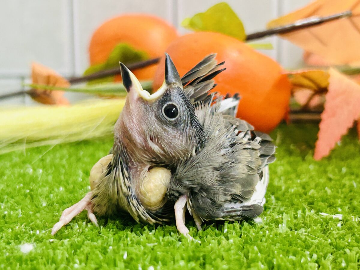【最新画像更新☆☆】染めるぜ!漆黒リバーシ⚫️⚫️⚪️桜文鳥(2026年8月生まれ) 桜文鳥