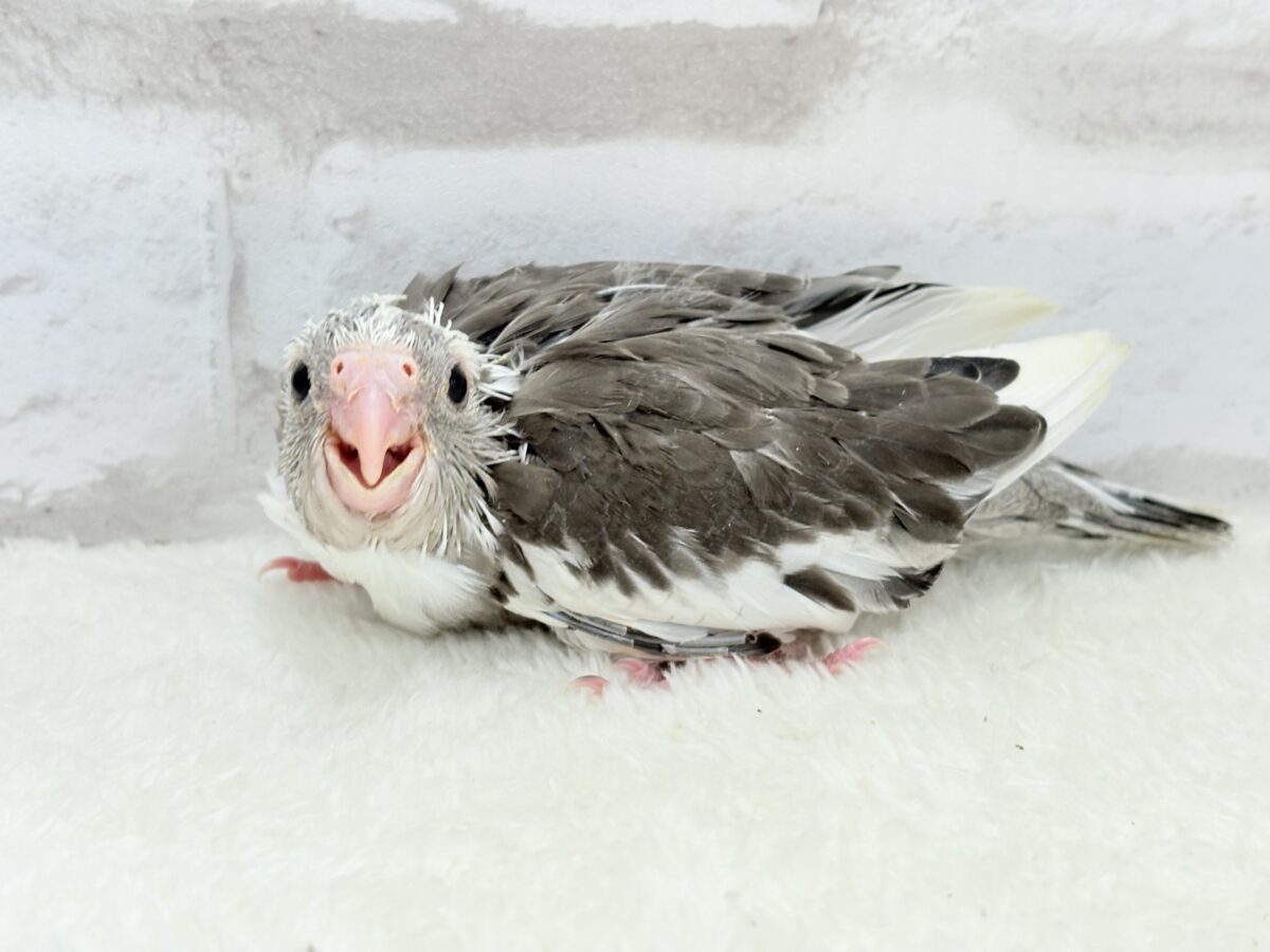アイドルフェイスにメロメロだ〜🐣💖オカメインコ(WFパイド) ヒナ オカメインコ