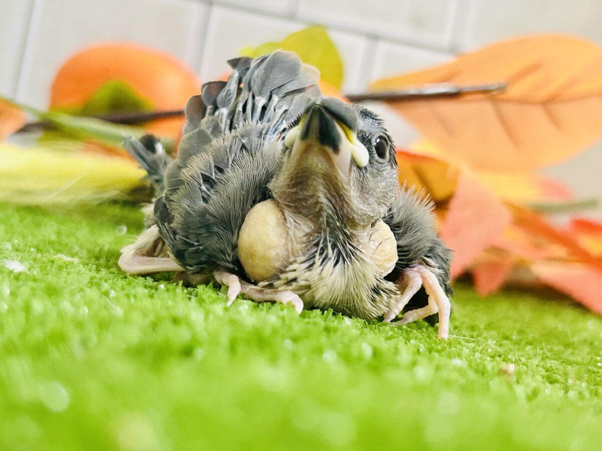 【最新画像更新☆☆】染めるぜ!漆黒リバーシ⚫️⚫️⚪️桜文鳥(2026年8月生まれ) 桜文鳥