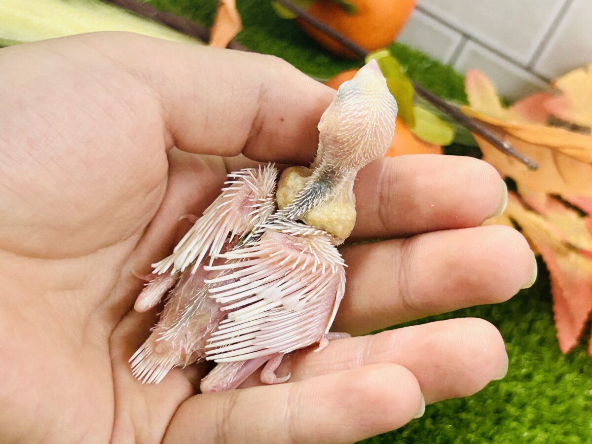 【最新画像更新☆☆】つるっとそうめんボディ(*´ω`) 白文鳥 白文鳥