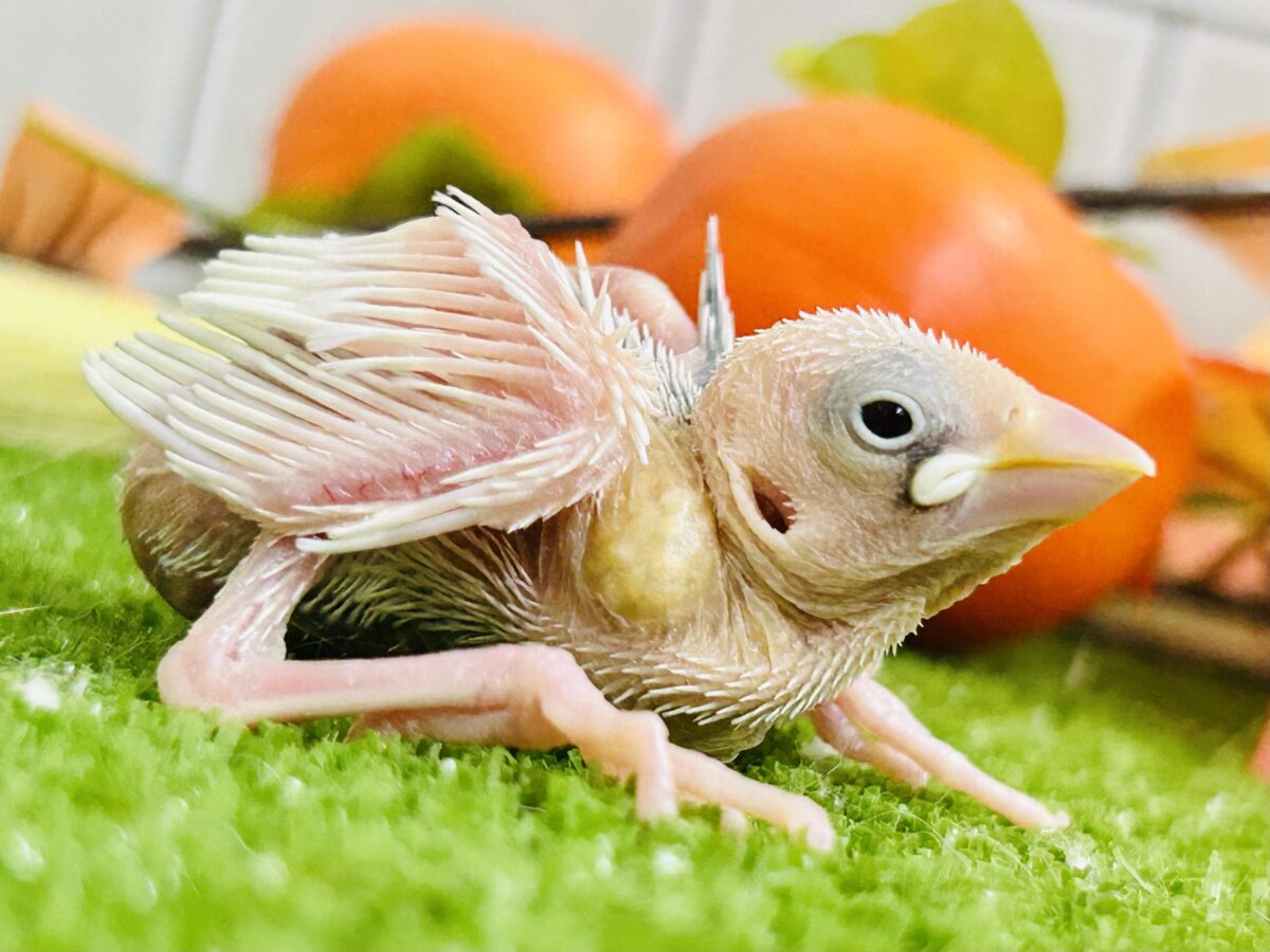 【最新画像更新☆☆】つるっとそうめんボディ(*´ω`) 白文鳥 白文鳥