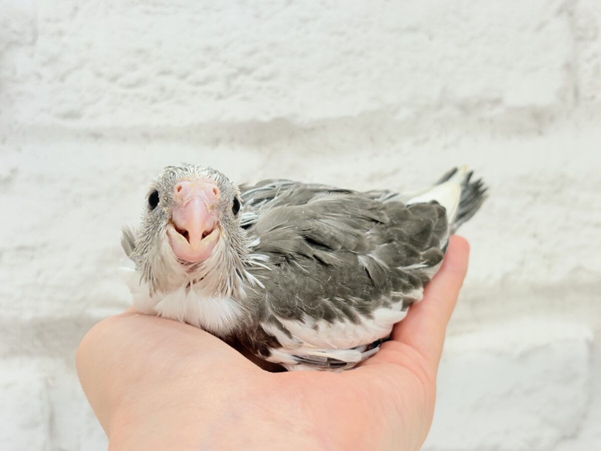 アイドルフェイスにメロメロだ〜🐣💖オカメインコ(WFパイド) ヒナ オカメインコ