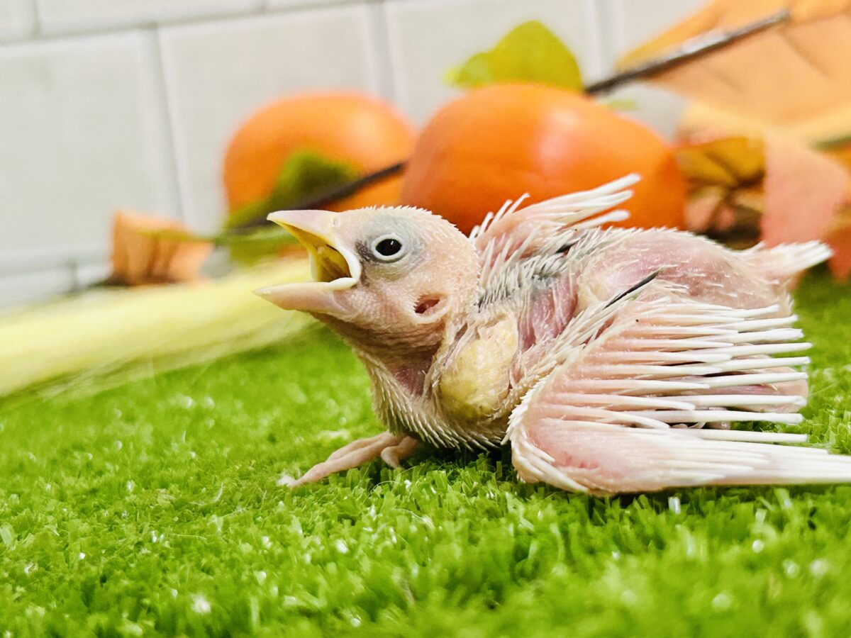 【最新画像更新☆☆】つるっとそうめんボディ(*´ω`) 白文鳥 白文鳥