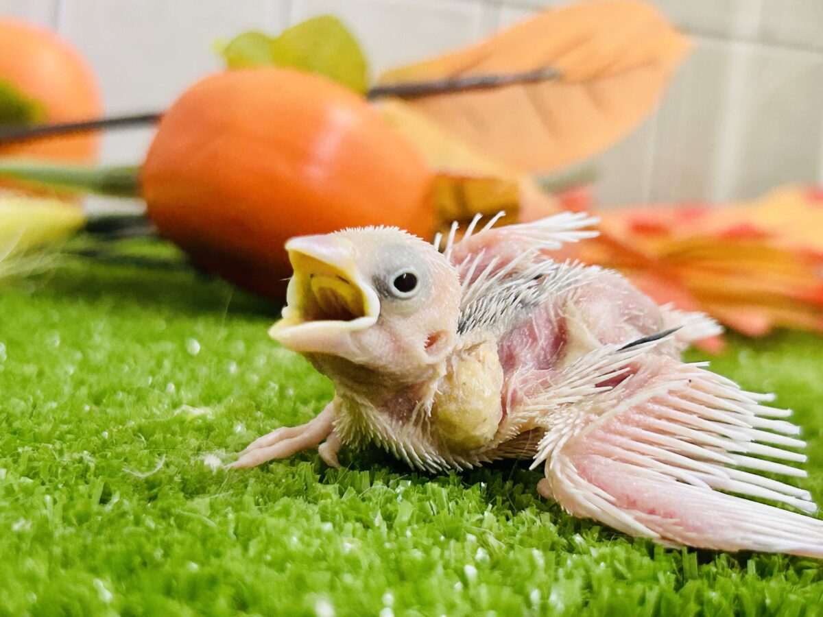 【最新画像更新☆☆】つるっとそうめんボディ(*´ω`) 白文鳥 白文鳥