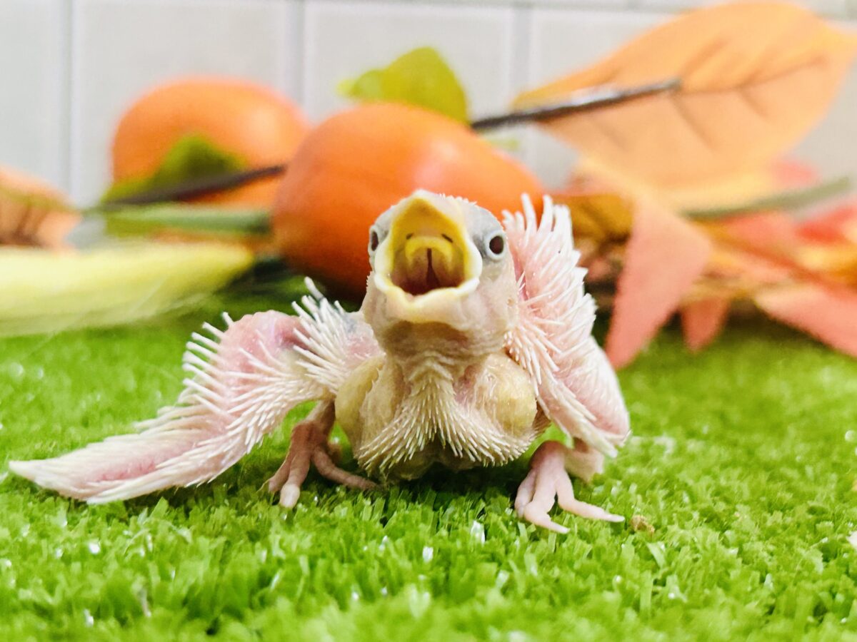 【最新画像更新☆☆】つるっとそうめんボディ(*´ω`) 白文鳥 白文鳥
