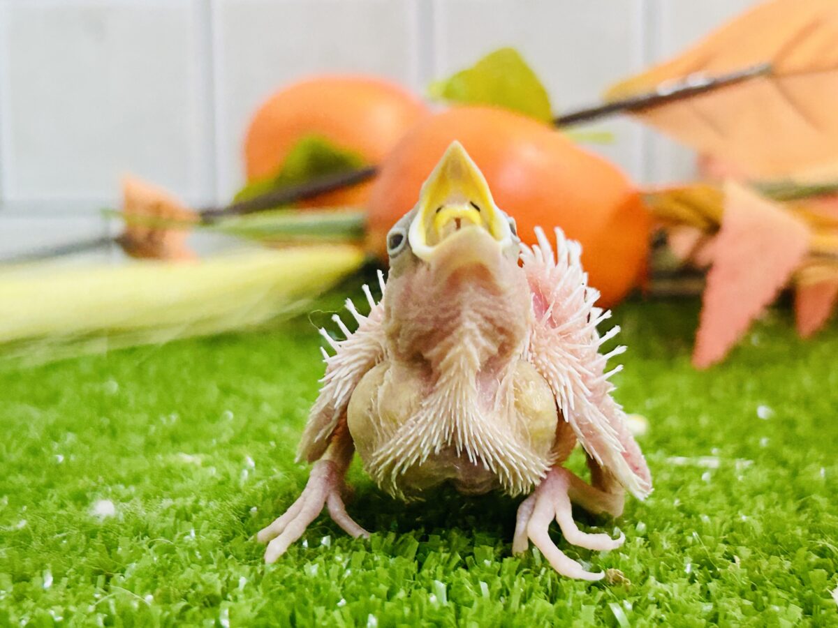 【最新画像更新☆☆】つるっとそうめんボディ(*´ω`) 白文鳥 白文鳥