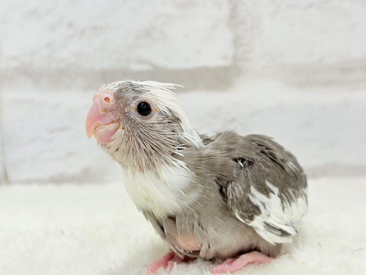 アイドルフェイスにメロメロだ〜🐣💖オカメインコ(WFパイド) ヒナ オカメインコ