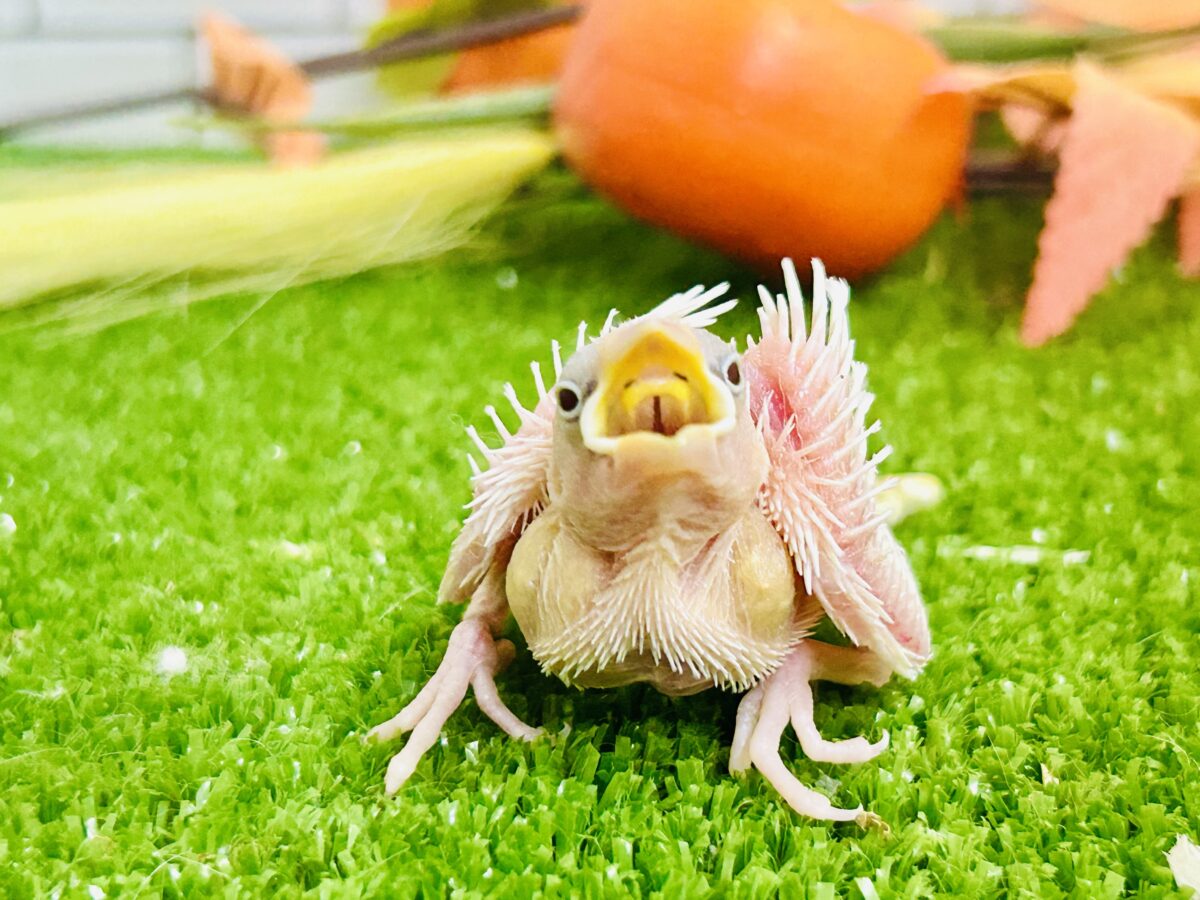 【最新画像更新☆☆】つるっとそうめんボディ(*´ω`) 白文鳥 白文鳥