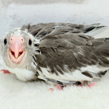 アイドルフェイスにメロメロだ〜🐣💖オカメインコ(WFパイド) ヒナ