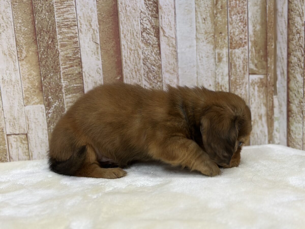 ぽてぽてバディ♡ミニチュアダックスフンド(ジェーデッドレッド)2026年7月11日生まれ 男の子 ミニチュアダックス
