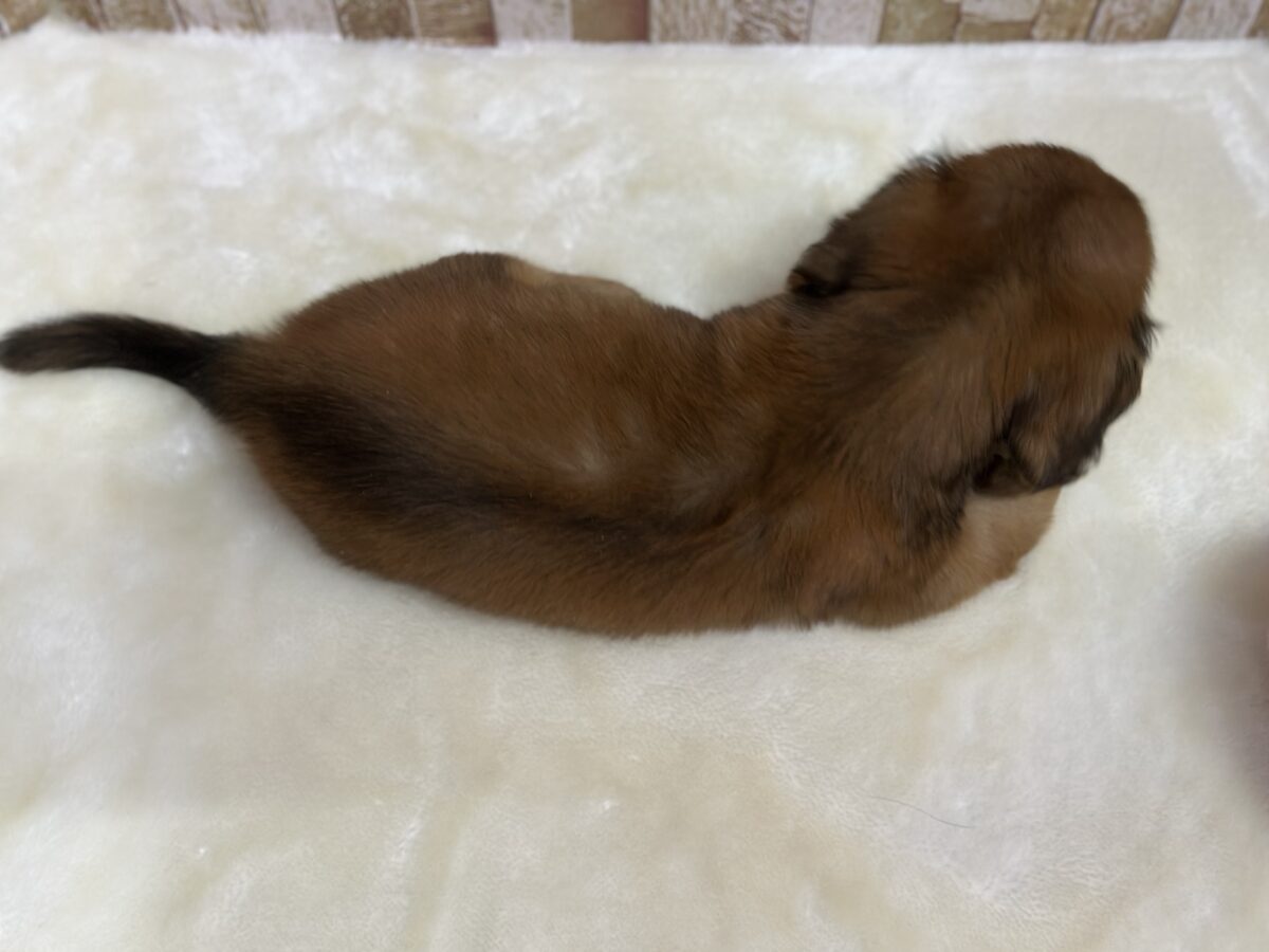 ぽてぽてバディ♡ミニチュアダックスフンド(ジェーデッドレッド)2026年7月11日生まれ 男の子 ミニチュアダックス