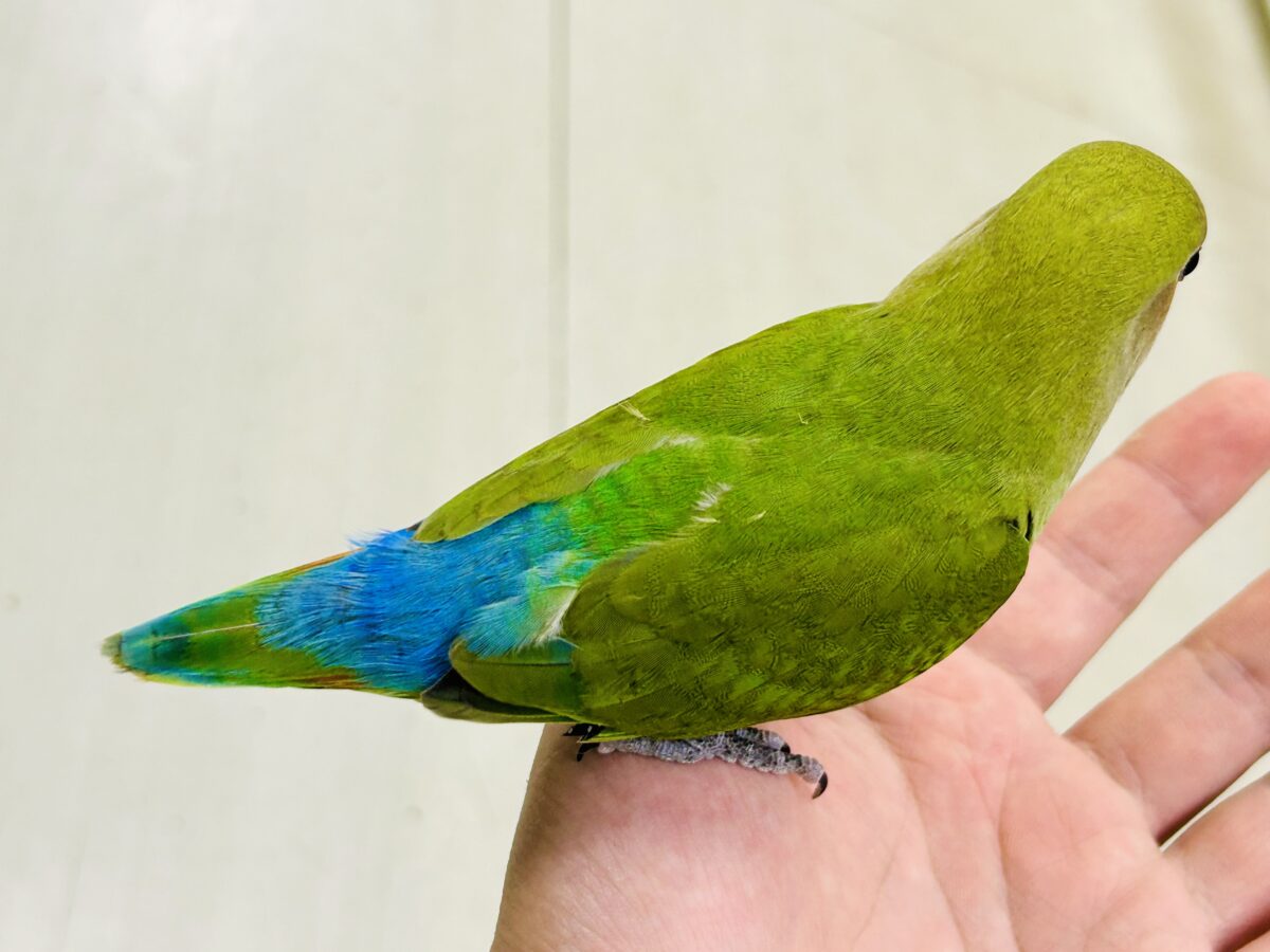 ✨最新画像✨和〜い✩.*˚溶けない抹茶氷🧊コザクラインコ(ノーマル/2026年7月生まれ) コザクラインコ(小桜インコ)