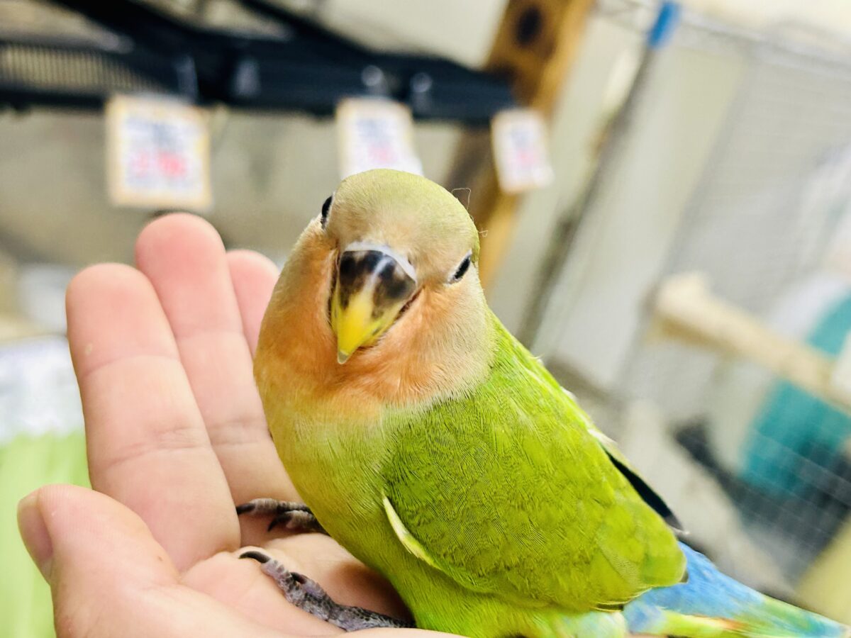 ✨最新画像✨和〜い✩.*˚溶けない抹茶氷🧊コザクラインコ(ノーマル/2026年7月生まれ) コザクラインコ(小桜インコ)