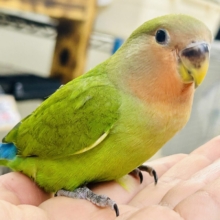 ✨最新画像✨和〜い✩.*˚溶けない抹茶氷🧊コザクラインコ(ノーマル/2026年7月生まれ)
