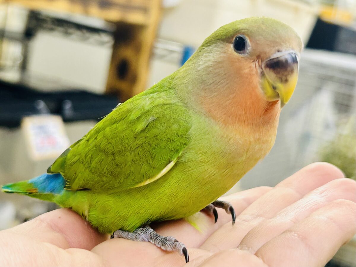 ✨最新画像✨和〜い✩.*˚溶けない抹茶氷🧊コザクラインコ(ノーマル/2026年7月生まれ) コザクラインコ(小桜インコ)