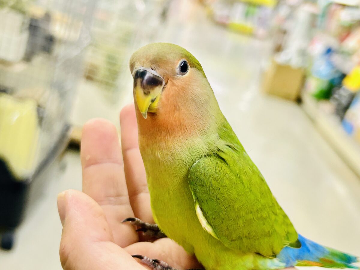 ✨最新画像✨和〜い✩.*˚溶けない抹茶氷🧊コザクラインコ(ノーマル/2026年7月生まれ) コザクラインコ(小桜インコ)