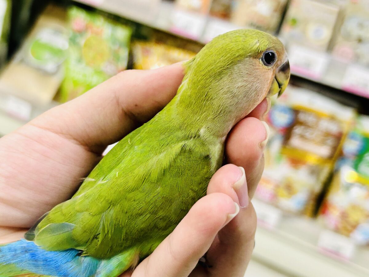 ✨最新画像✨和〜い✩.*˚溶けない抹茶氷🧊コザクラインコ(ノーマル/2026年7月生まれ) コザクラインコ(小桜インコ)